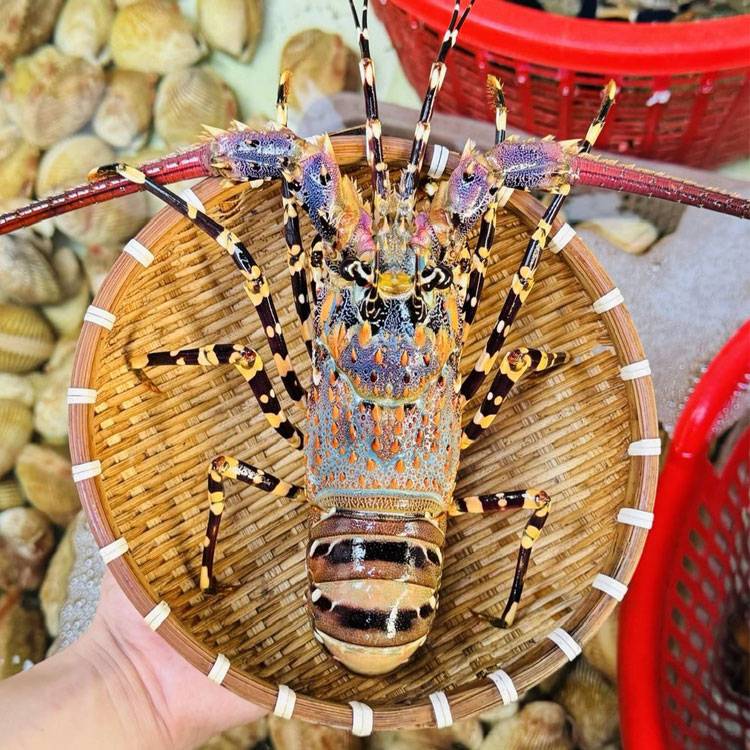 Tôm Hùm Bông Sống 700-900g/con