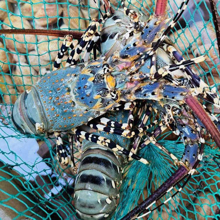 Tôm Hùm Bông Sống 700-900g/con