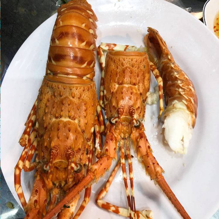 Tôm Hùm Bông Sống 700-900g/con