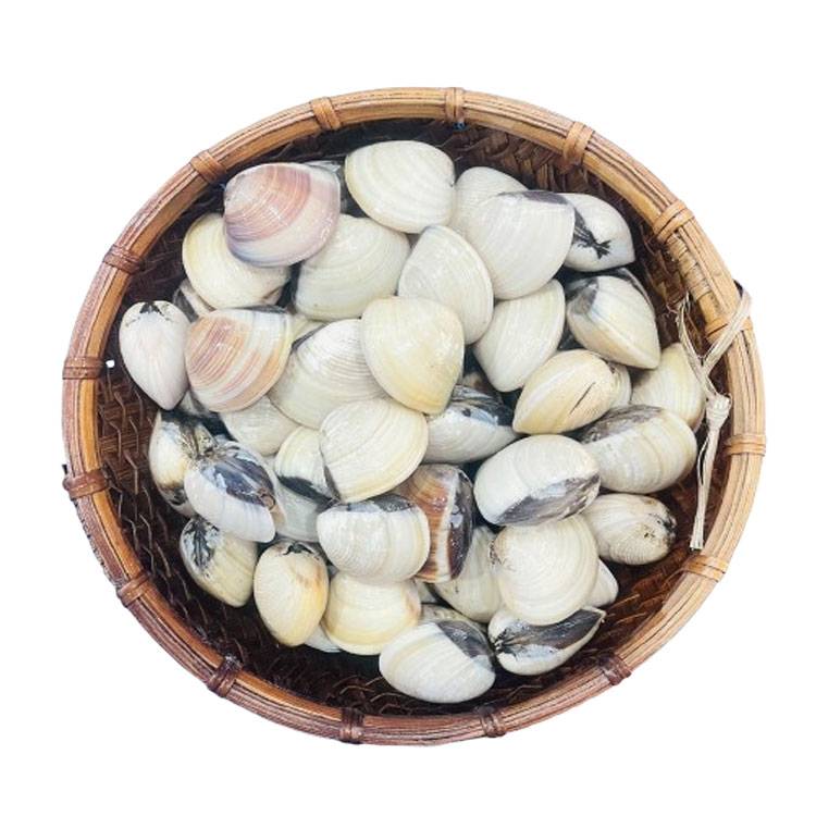 Nghêu Trắng Sống ( Ngao )