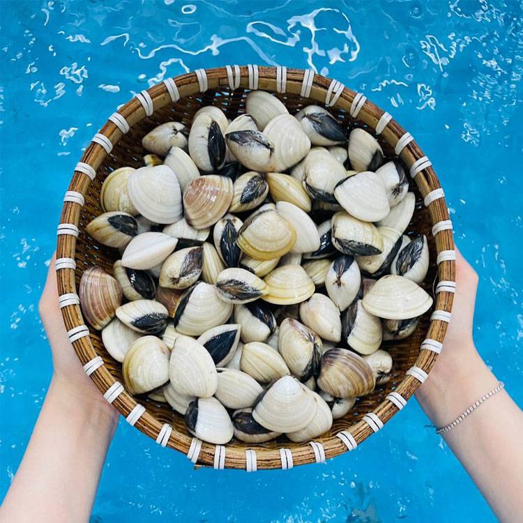 Nghêu Trắng Sống ( Ngao )
