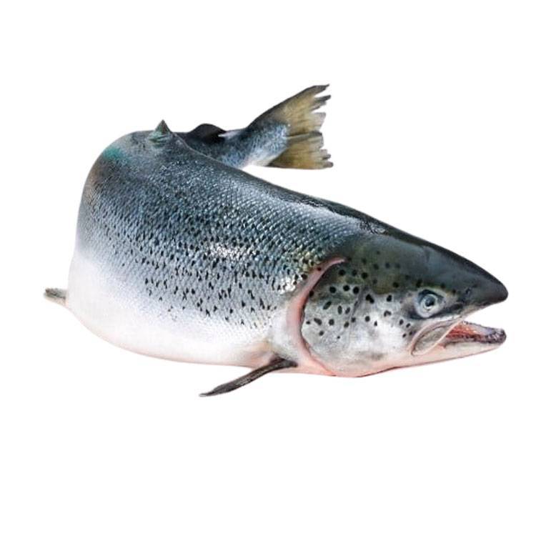 Cá Hồi Nguyên Con Tươi