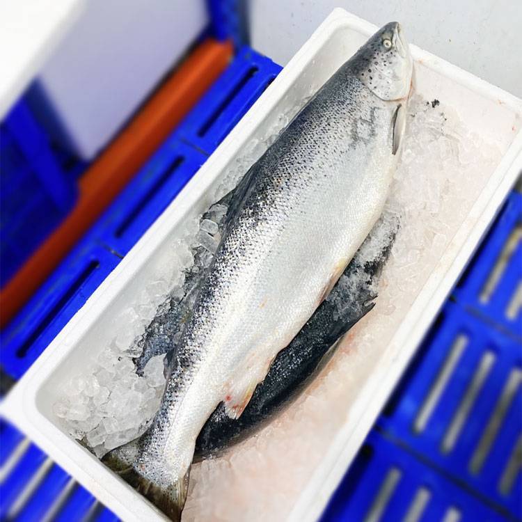 Cá Hồi Nguyên Con Tươi