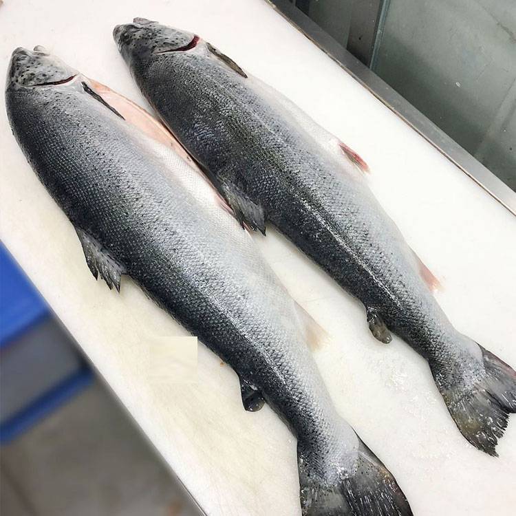 Cá Hồi Nguyên Con Tươi