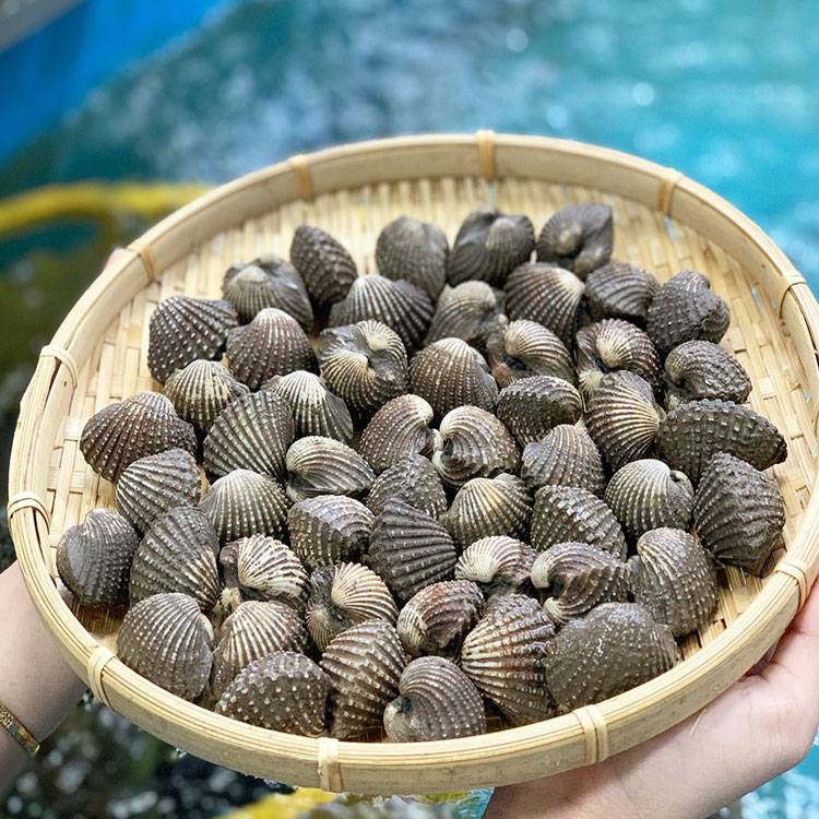 Sò Huyết Indo Sống Size 20 - 30