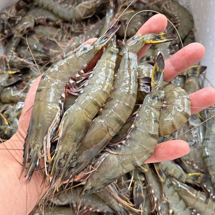 Tôm Sú Đông Lạnh