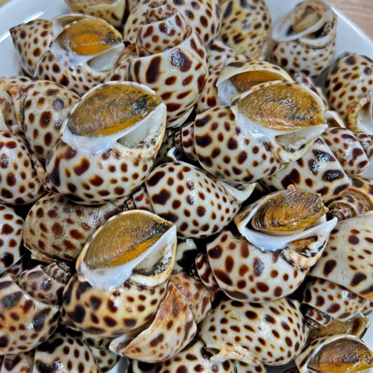 Ốc Hương Indonesia