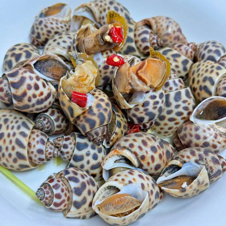 Ốc Hương Indonesia