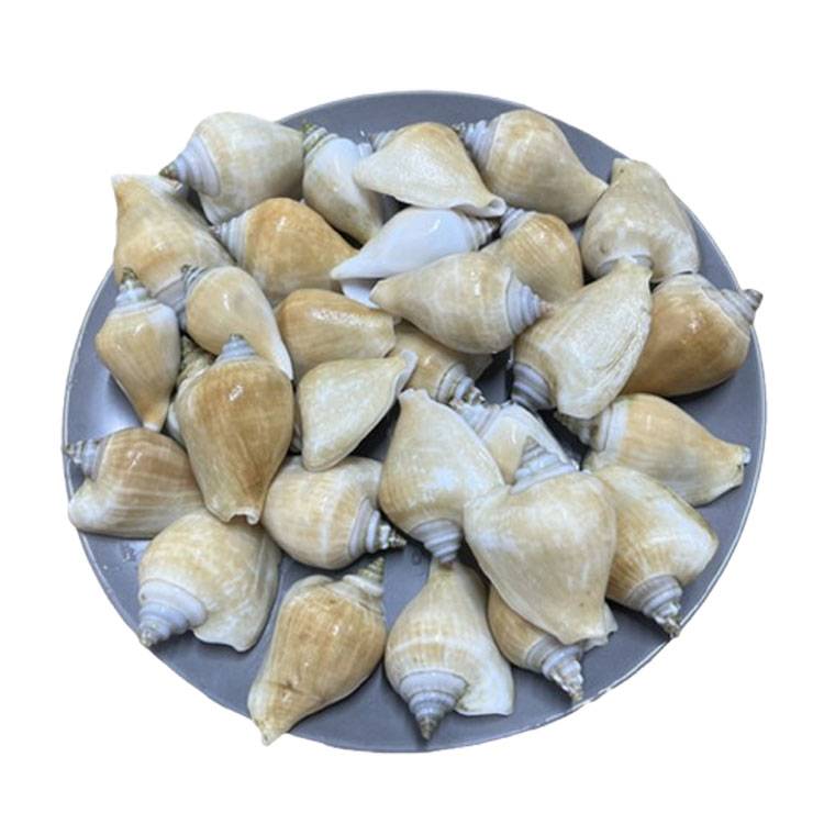 Ốc Nhảy Indonesia