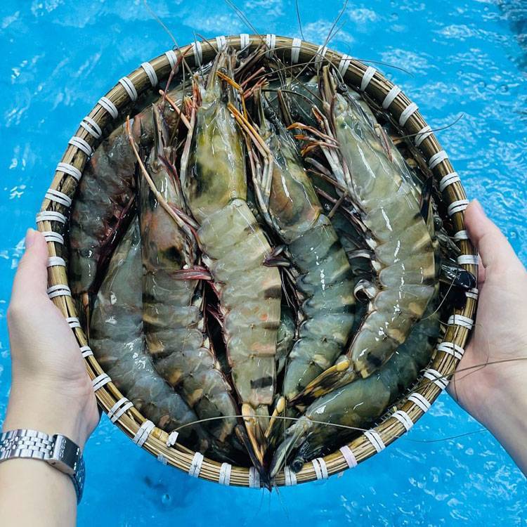 Tôm Sú Biển Size 8-10 Con