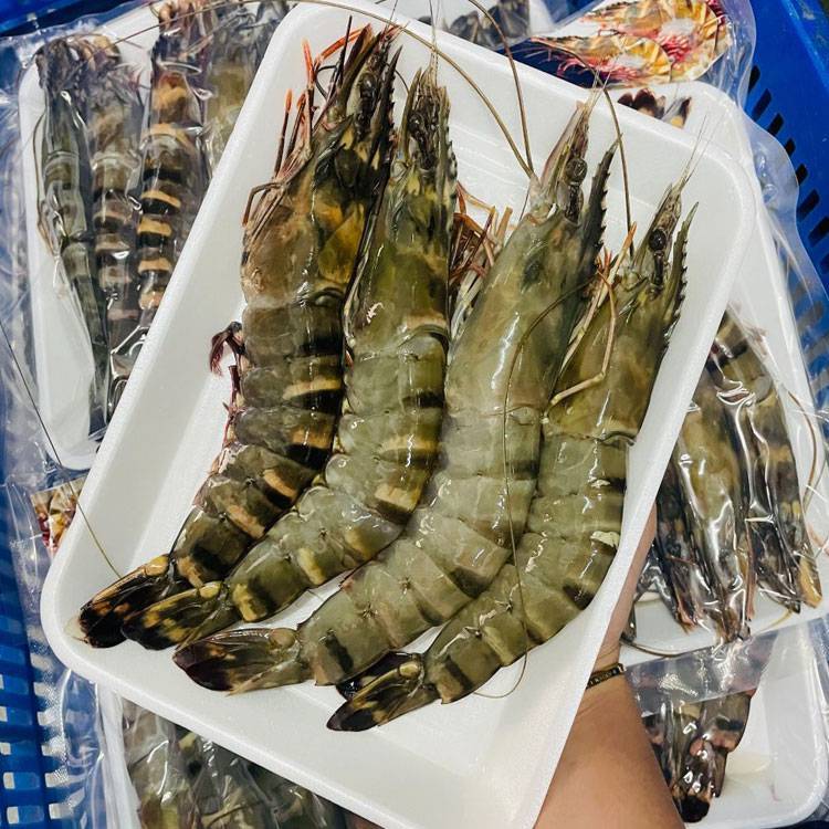 Tôm Sú Biển Size 8-10 Con