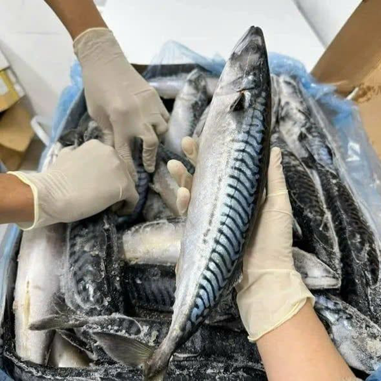 Cá Saba Nguyên Con