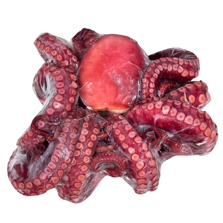 Bạch Tuộc Chín Nguyên Con