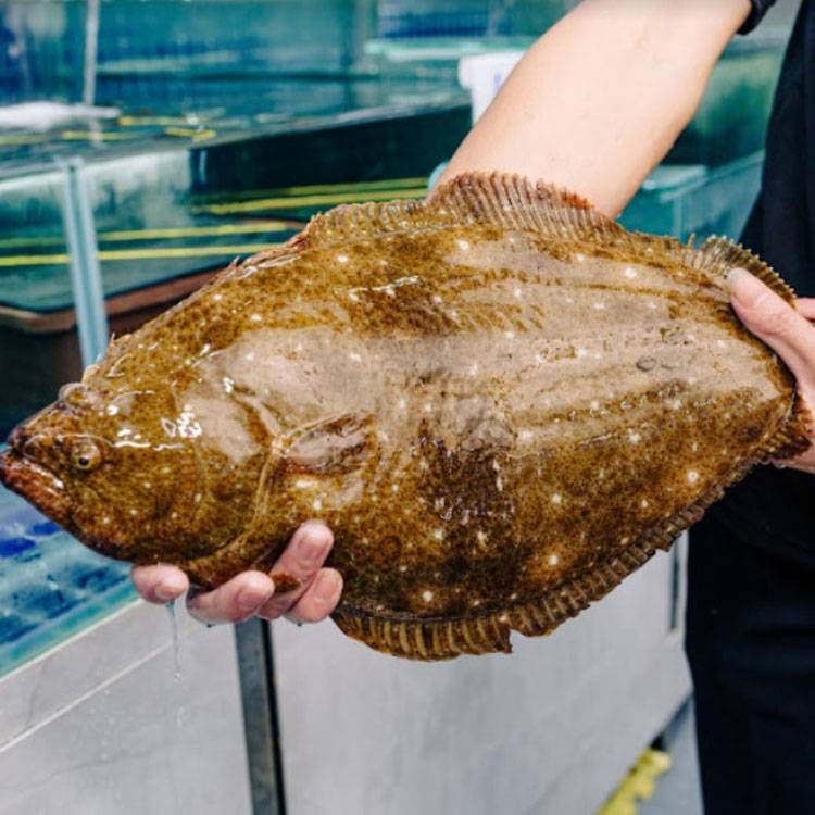 Cá Thờn Bơn sống 