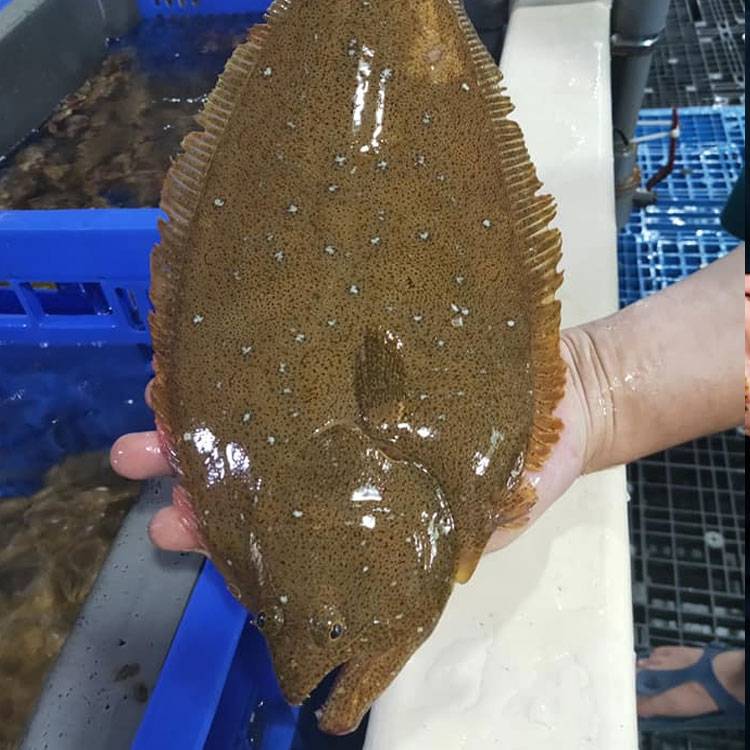 Cá Thờn Bơn sống 