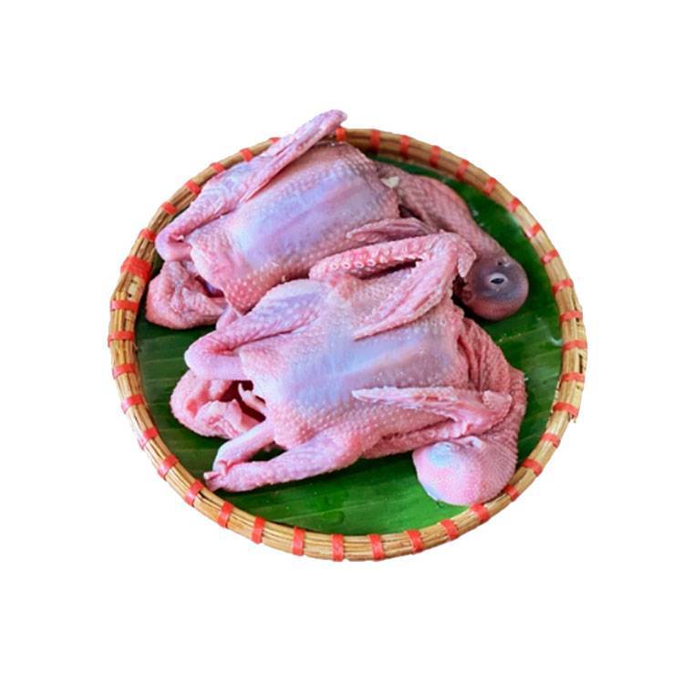 Chim Bồ Câu Thịt