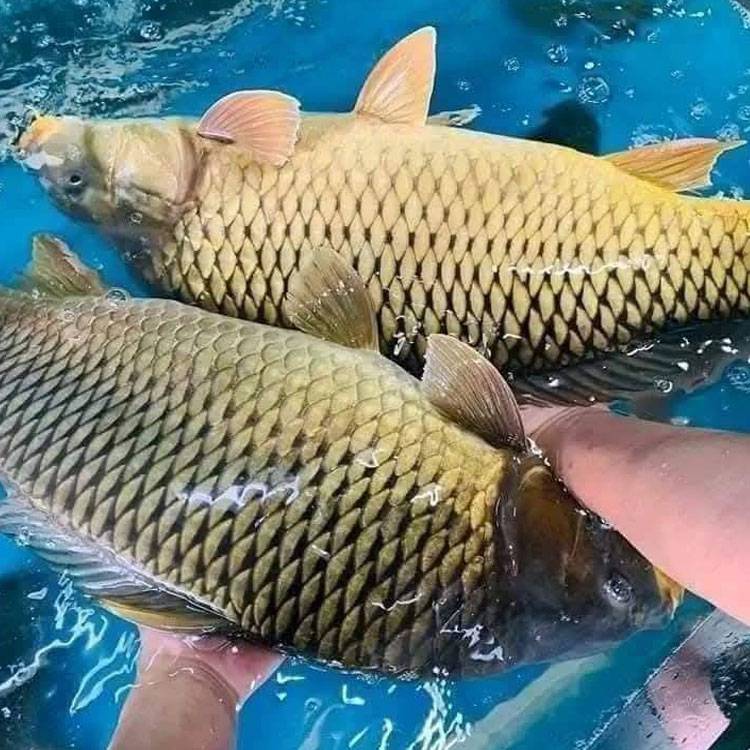 Cá Chép Giòn