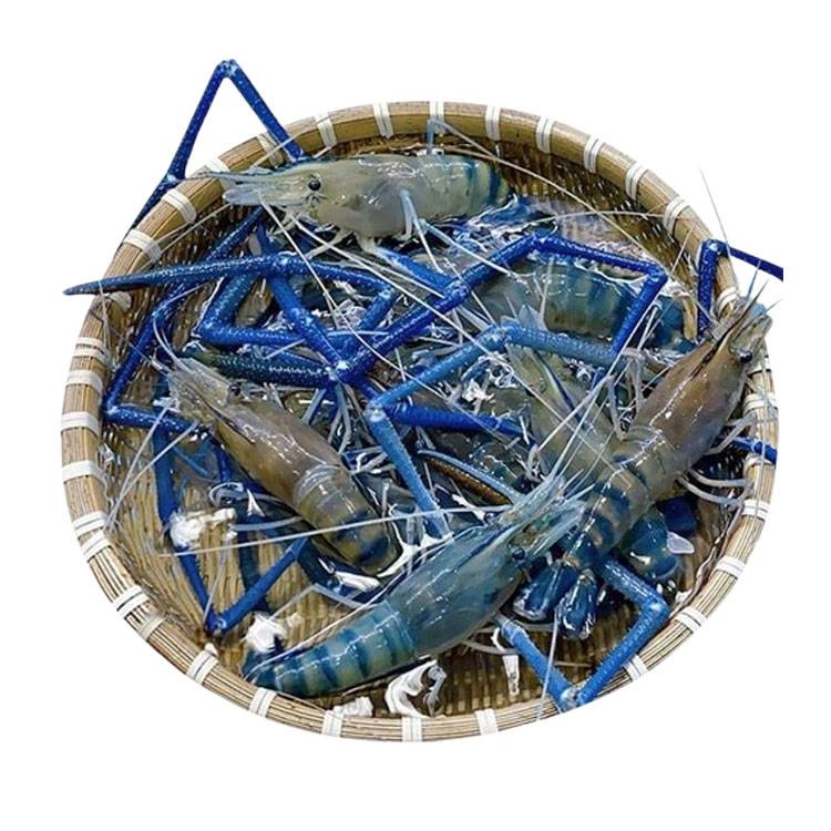 Tôm càng xanh Cà Mau tươi sạch 10-15 con/kg