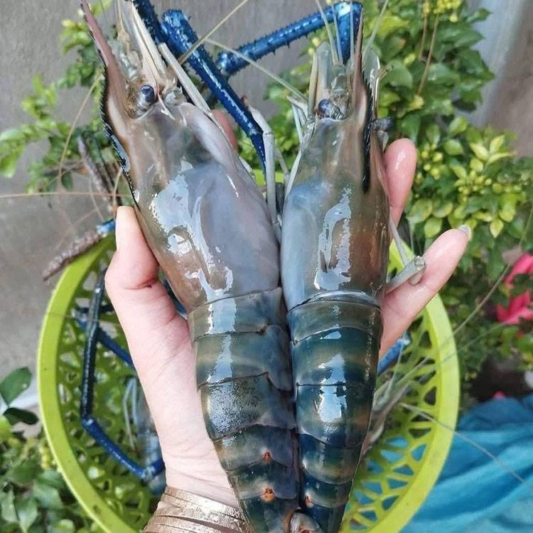 Tôm càng xanh Cà Mau tươi sạch 10-15 con/kg