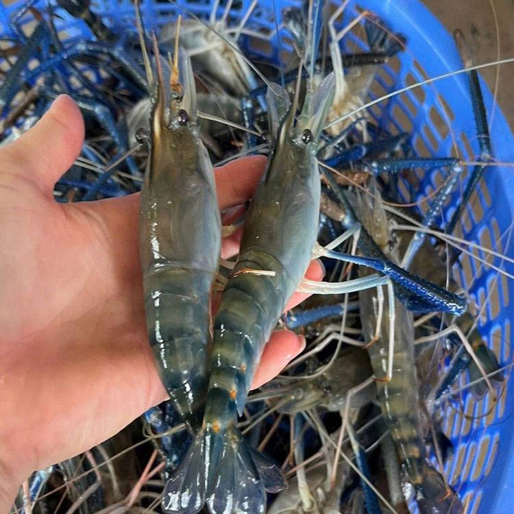 Tôm càng xanh Cà Mau tươi sạch 10-15 con/kg