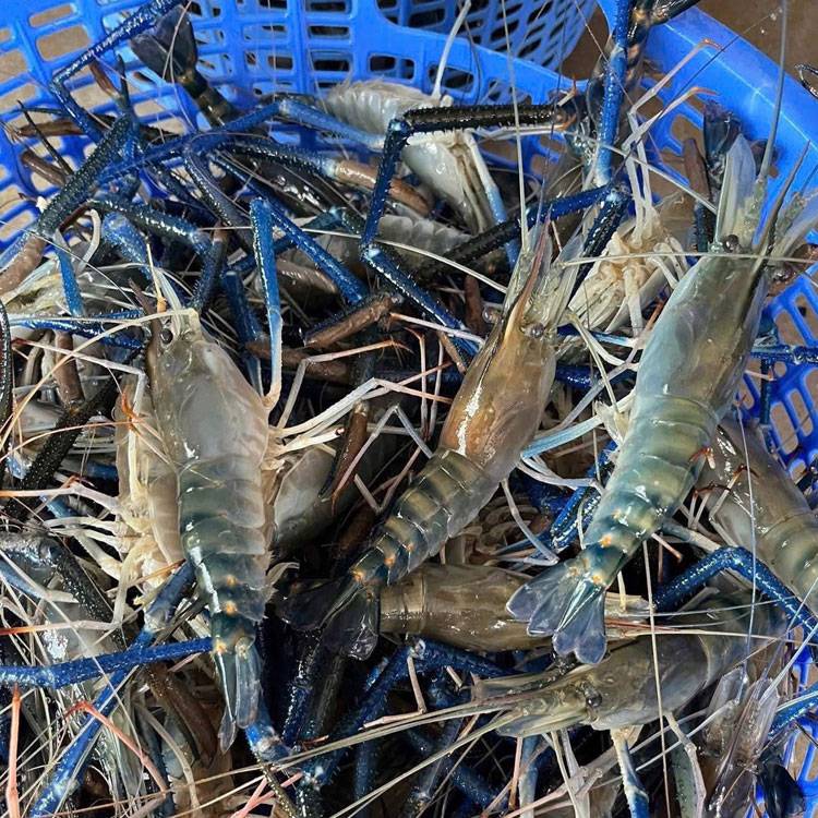 Tôm càng xanh Cà Mau tươi sạch 10-15 con/kg