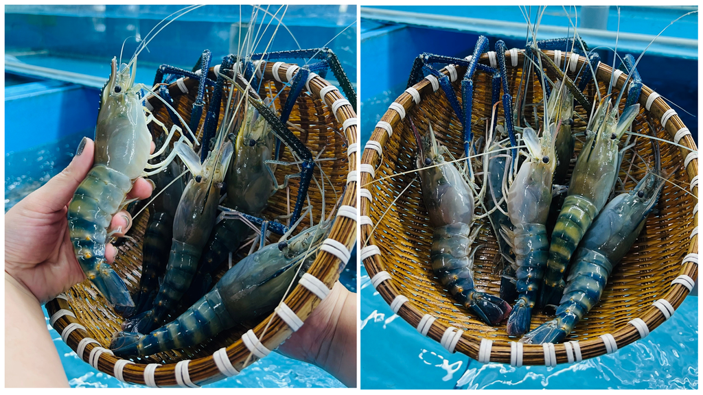 Hình ảnh sản phẩm