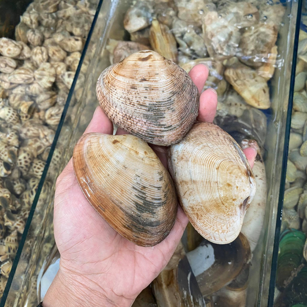 Hình ảnh sản phẩm Ngao-2-coi