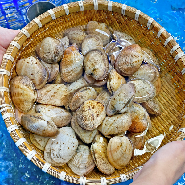 Hình ảnh sản phẩm Ngao-2-coi