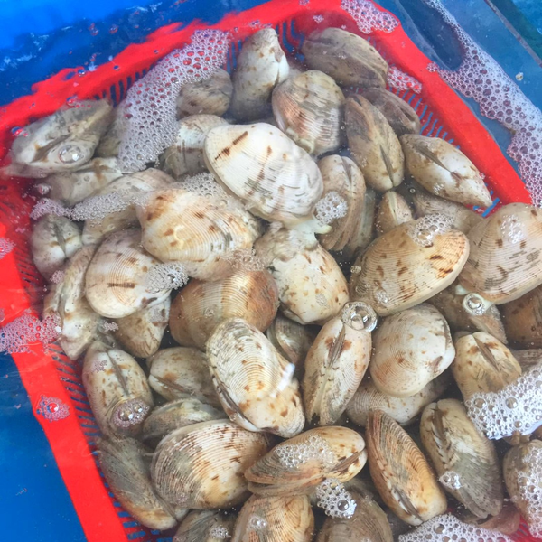 Hình ảnh sản phẩm Ngao-2-coi