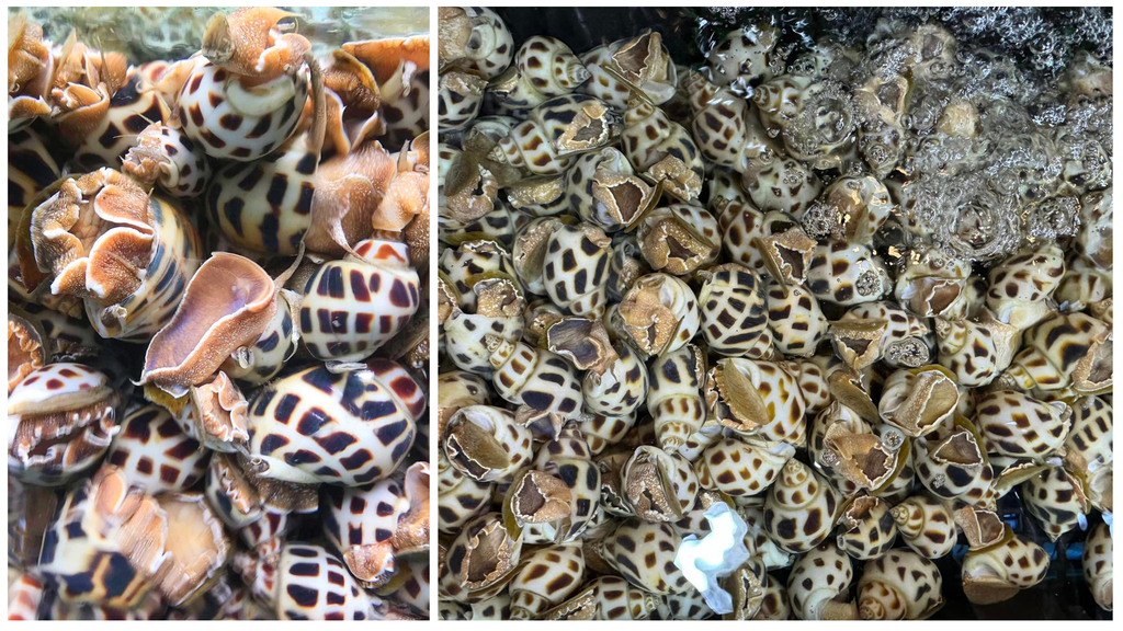 Hình ảnh sản phẩm