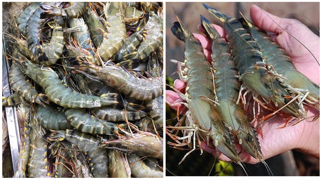 Hình ảnh sản phẩm