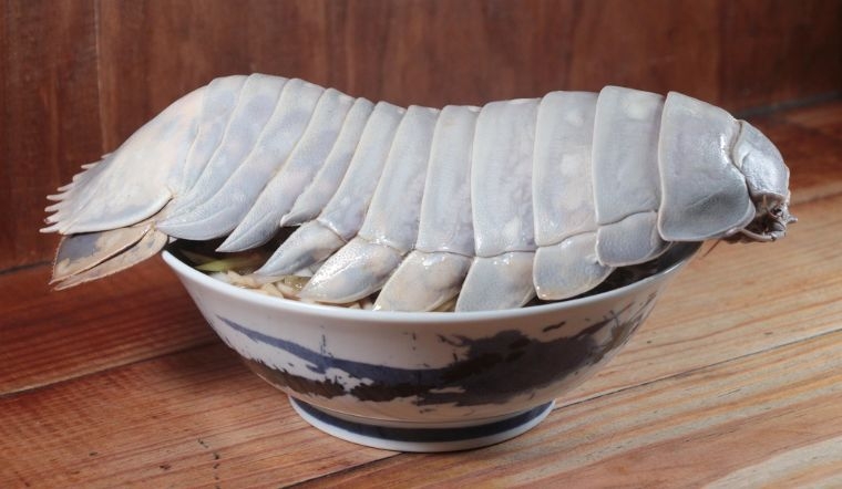 Bọ biển là con gì