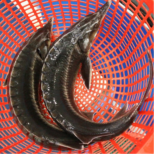 lẩu cá tầm-ảnh 1