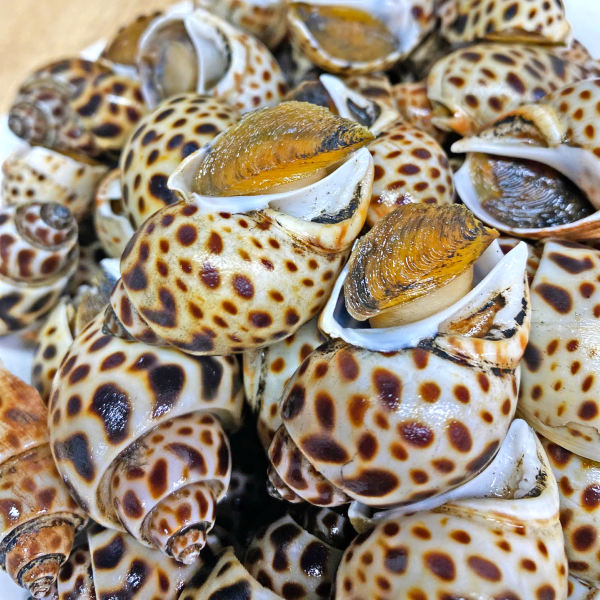 Hình ảnh sản phẩm Oc-Huong-Indonesia