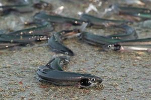 cá trứng tự nhiện