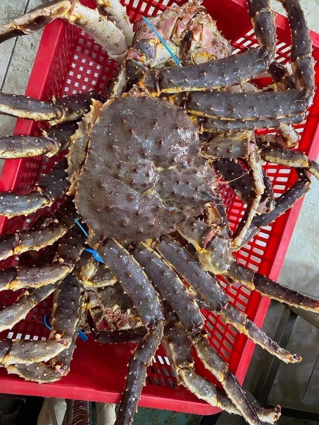 Cua Hoàng Đế King Crab: sống, hấp chín, cụm chân, chân rời – hàng sỉ VIFOOD