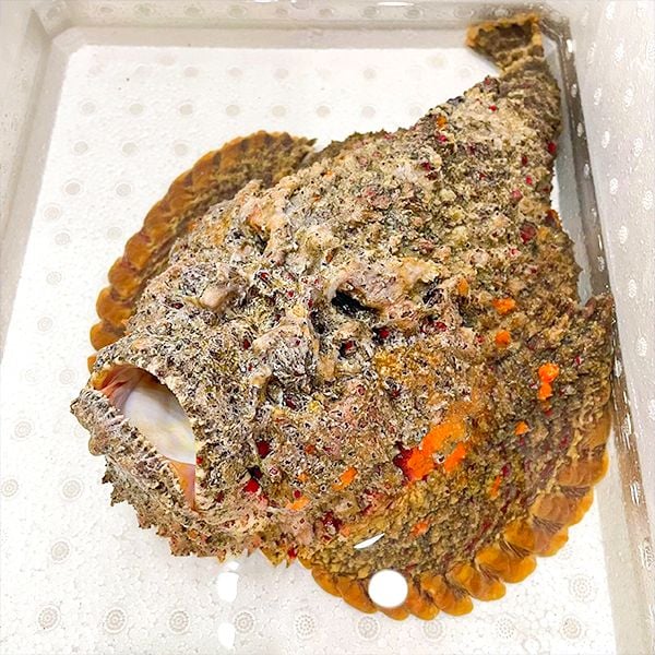 Cá mặt quỷ sống 1–3Kg/con – VIFOOD TP.HCM