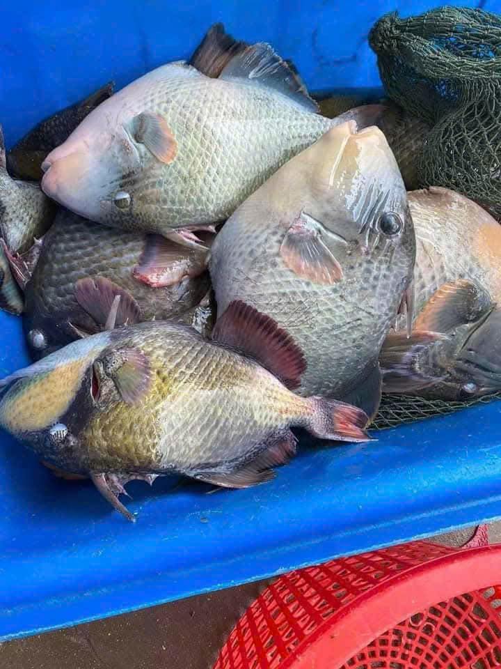 Cá bò giáp sống – VIFOOD TP.HCM