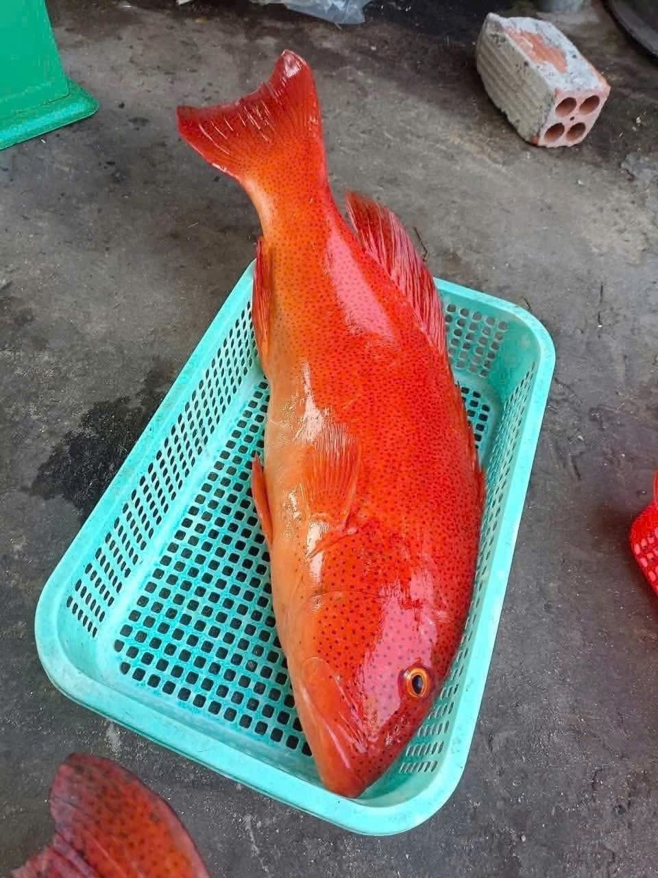 Cá Mú Đỏ sống 2–5Kg/con – VIFOOD TP.HCM