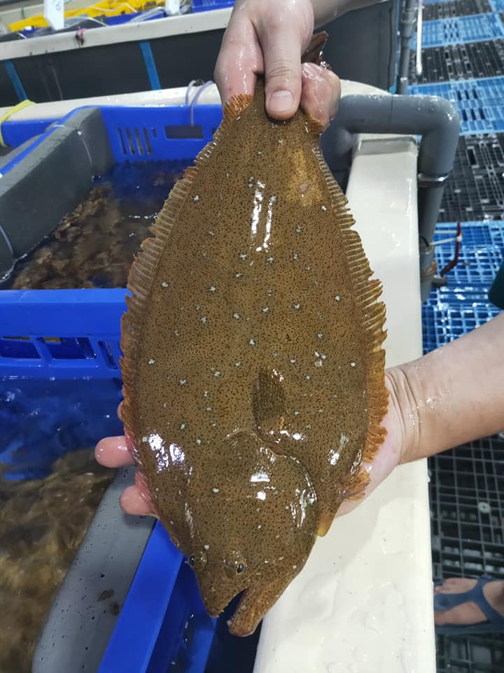 Cá Thờn Bơn Sống 0.9–1.4Kg/con – VIFOOD TP.HCM