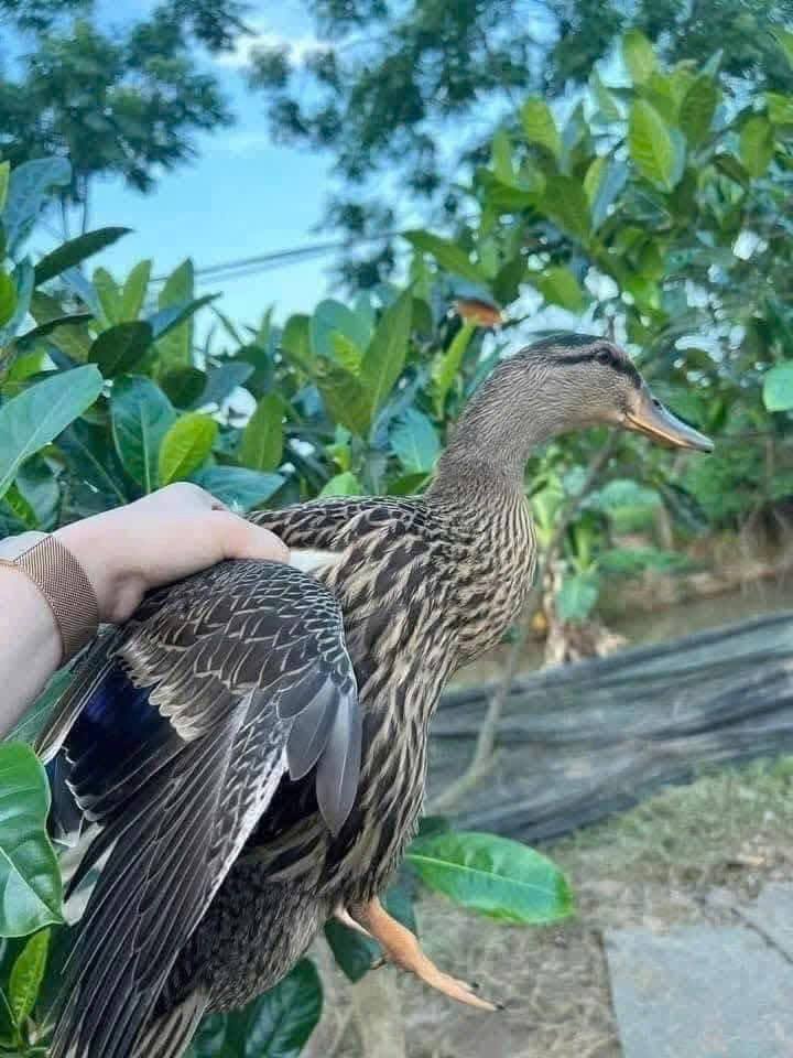 Vịt trời thịt tươi sống tại TP.HCM, VIFOOD cung cấp sỉ vịt trời làm sẵn, vịt trời đông lạnh, bảng giá vịt trời thịt.