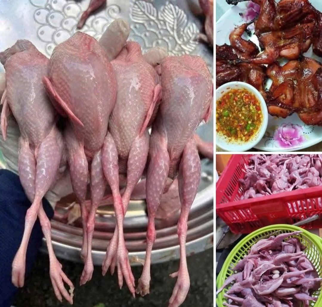 Chim cút thịt TP.HCM, giá sỉ chim cút, cút quay, cút chiên nước mắm, Khosifood