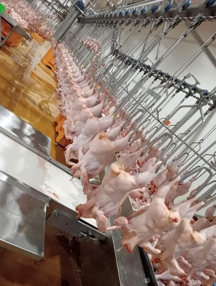 lò mổ gà vịt tại TP.HCM