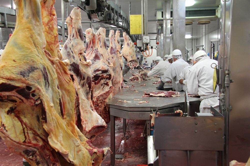 lò mổ trâu bò tại TP.HCM