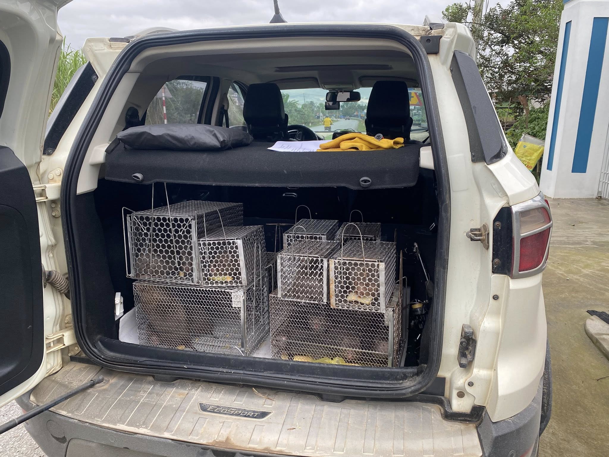 mua dúi thịt ở TPHCM