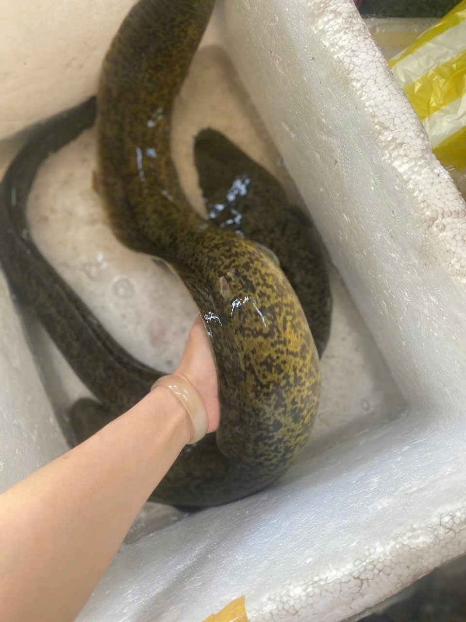 bán cá chình tươi sống tphcm