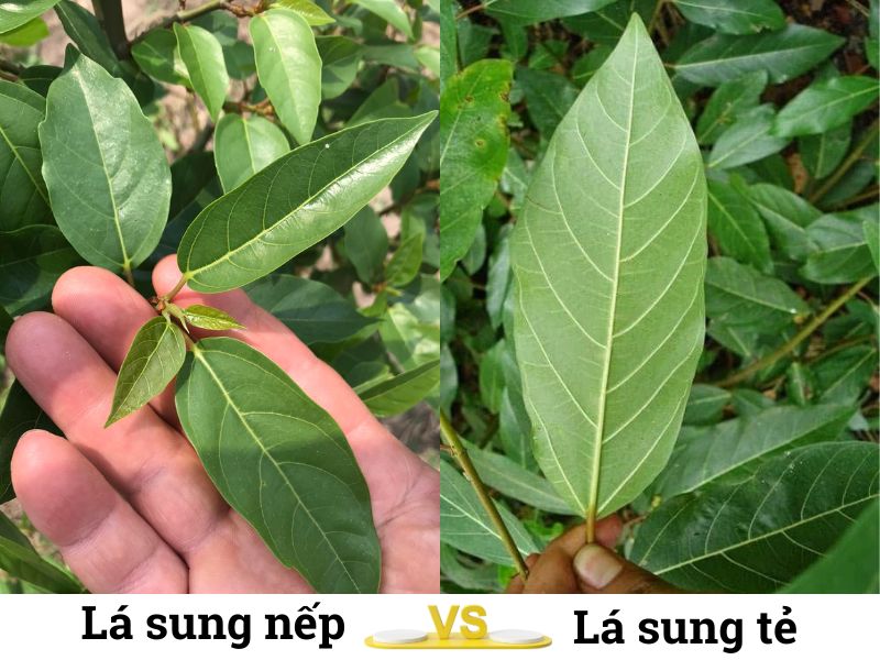 phan-biet-sung-nep-va-sung-te-don-gian