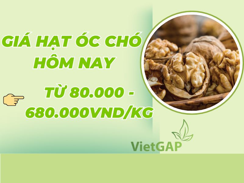 gia-hat-oc-cho-hom-nay