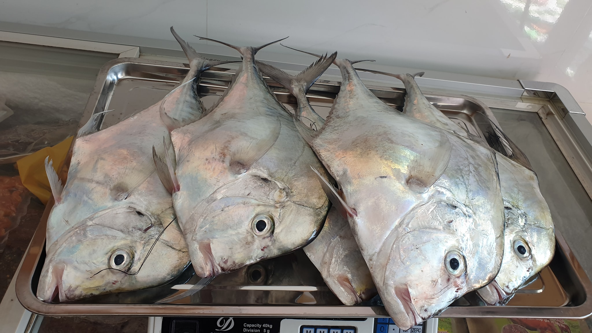 cá bè lão tươi sống