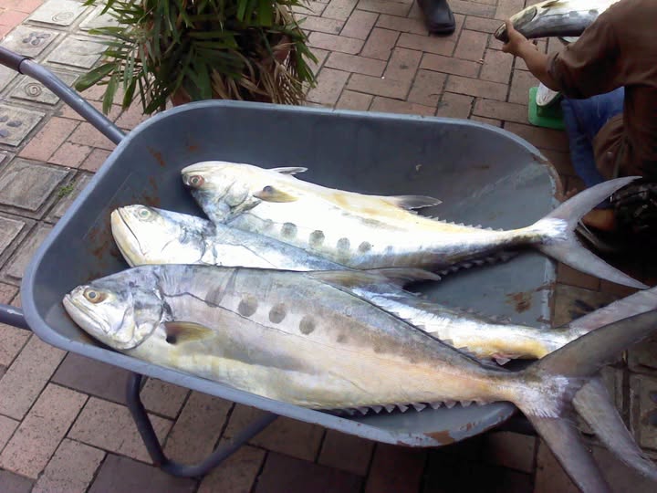 cá bè trắng tươi sống